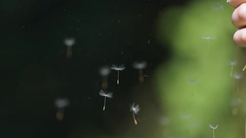 A female hand holds a bouquet of dandelions as the flying seeds are blown away.