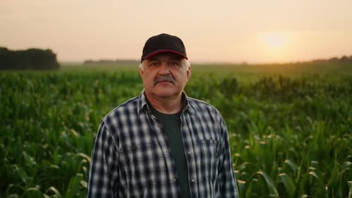 Portrait Of Senior Farmer In Green Cornfield In Summer Aged Man Looking At Camera Medium Shot