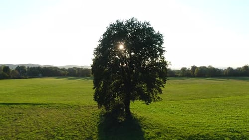 Picturesque of an isolated tree standing in middle of green grassland with sun shining in background