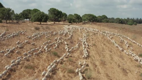 Flock of Sheep Moving Across a Rural Hillside