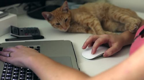 Tabby Cat Lying On Table While Her Owner Working On Laptop Computer At Home. - close up