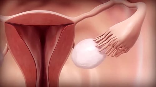 Female Reproductive System Ovary Ovulation Process Medical Animation