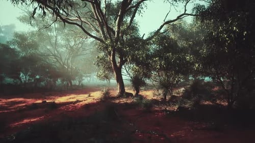 Sun Shining Through Trees in Forest