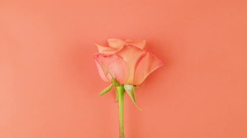 Aromatic Rose Bud on Pink Background Close Up Top View Zoom Summer Bright Texture Studio Shot for