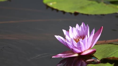 Single beautiful purple flower in a pond in the rain with lily pads around