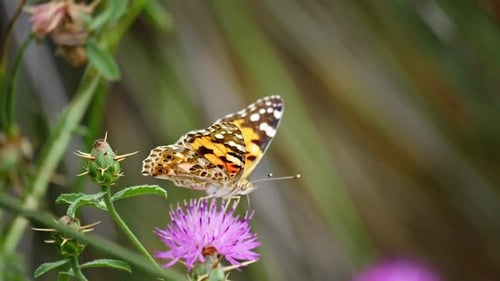 Butterfly on Purple Flower, Close Up