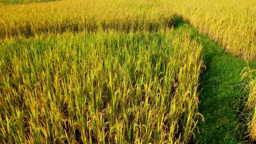 4K Aerial view of agriculture in rice fields for cultivation