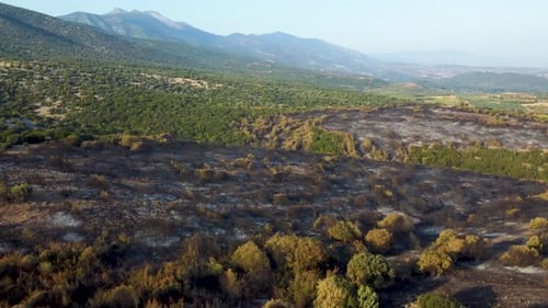 Aerial revealing burnt forest that was destroyed by wildfires in northern Greece, August 2023