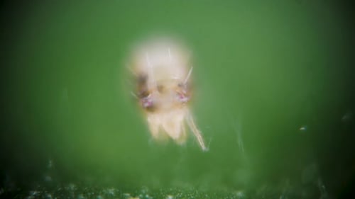 Zwei gefleckte Spinnmilben unter dem Mikroskop (Tetranychus Urticae), die auf einem Hibiskusblatt kriechen