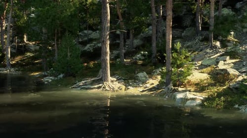 Blue Water in a Forest Lake with Pine Trees