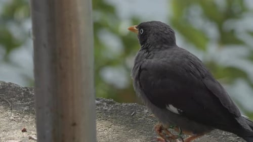 Gray Bird Perched on Concrete Ledge Close Up