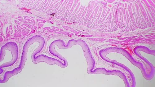Região cardíaca do estômago humano em seção em imagens macro sob micrografia de luz 40x em campo claro