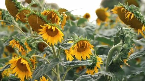 Field of Yellow Sunflower Flowers Sunflower Sways in the Wind
