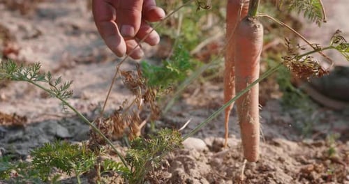 Slow motion close up of a senior male farmer hands harvesting fresh biologic carrots in ecologic g
