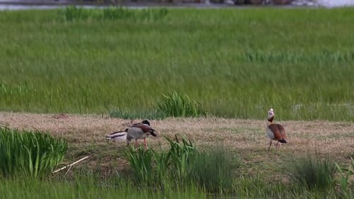 Egyptian goose in Aiguamolls De L'Emporda Nature Reserve, Spain