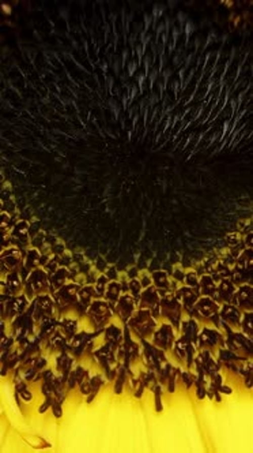 Close Up of a Bright Yellow Sunflower