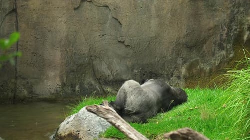 Gorilla lying in the grass near a water stream