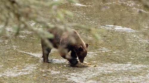 Brown bear with dead salmon in shallow river behind foreground foliage