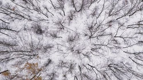 Vertical Drone Forest View Winter Tree Tops Snowy
