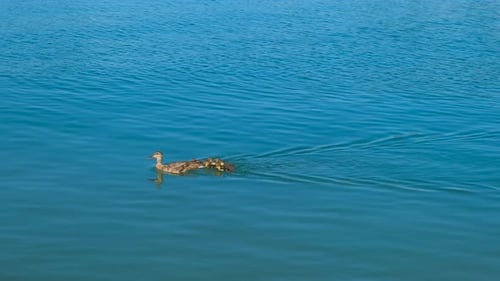 Duck with Children on Blue River Surface