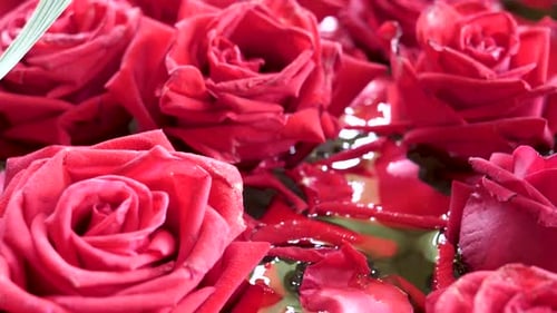 Bunch of Beautiful Fresh Blooming Red Roses, Close Up