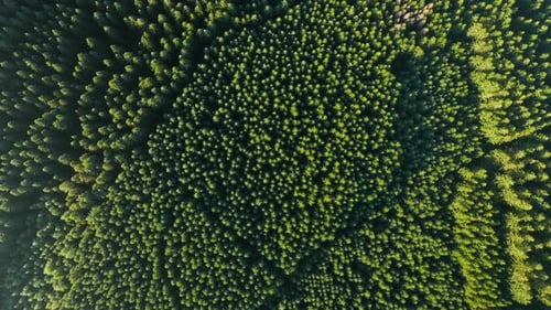 Aerial View Of Vast Forest Woods With Densely Pine Treetops Near Sommerain, Houffalize, Belgium. Top