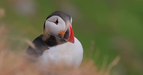 Atlantic puffin (Fratercula arctica), on the rock on the island of Runde (Norway).