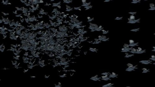 Abstract Swarm of Dark Flying Birds Transition