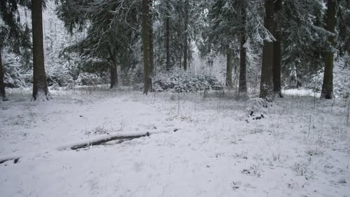 Quiet Woodland with Snow Cover Serene Winter Grove Featuring Snowcovered Ground and Sparse Trees