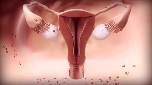 Female Reproductive System Anatomy and Ovulation Cycle 3D