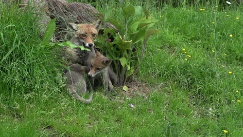 Red Fox, vulpes vulpes, Female and Cub standing at the Den Entrance, Normandy in France, Real Time