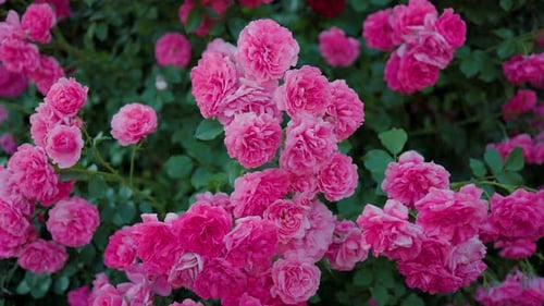 Beautiful pink roses on a background of green leaves. In this enchanting video