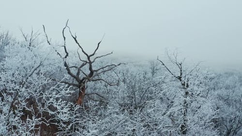Schneebedeckte Bäume auf dem Hügel. Trockener Baum ohne Schnee zwischen weißen Bäumen. Atemberaubende Landschaft des Winterwaldes.