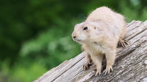 Prairie Dog Perched on Log in Natural Habitat