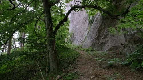 Uma jornada serena pela floresta encantadora, guiando você até o majestoso penhasco