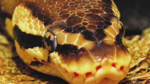 Un python étrangle un serpent tenu par un homme