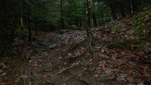 POV Walking Up Past Tree Roots On Forest Floor