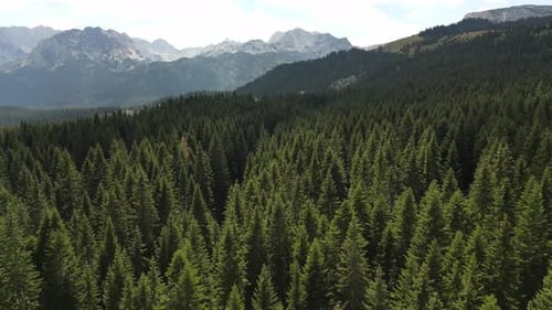 Aerial view of a beautiful, coniferous forest, huge epic mountains stand on the horizon. Durmitor.