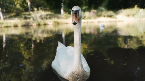 Swan swimming in the lake.portrait of a swan.