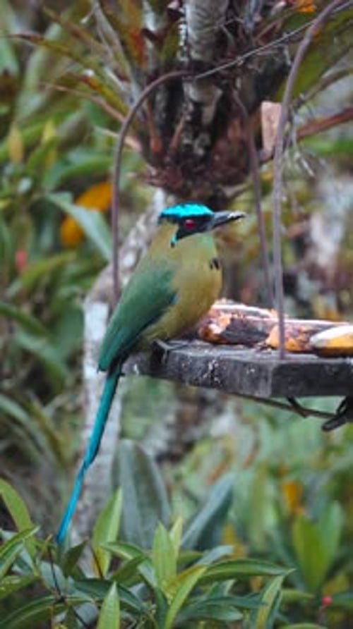 Motmot Momotus aequatorialis, oiseau vert tropical dans le Salento, en Colombie