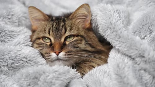 Cute Tabby Cat Lies Wrapped in a Blanket Concept of Adorable Pets