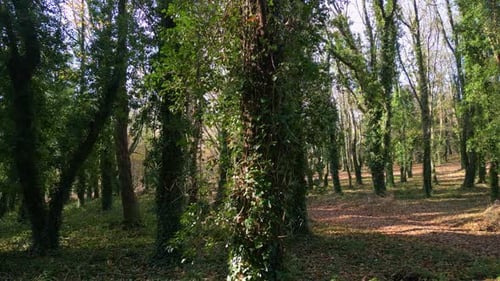 Plantas de hiedra que crecen en los troncos de los árboles en el bosque. Captura de cerca