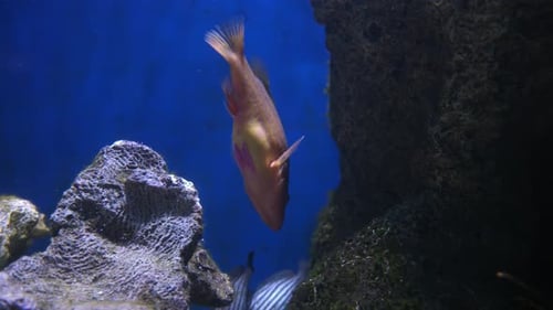 Reef Fish Swimming Over Coral Reefs Inside An Aquarium. - close up