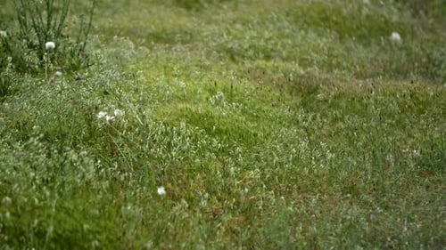 Bright Green Grass Sways in the Wind A Wild Field