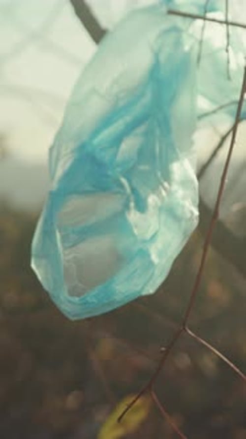 Bolsa Tangled Outdoors de plástico transparente que se enrolla filamentosamente alrededor de las ramas de los árboles en un otoño tranquilo