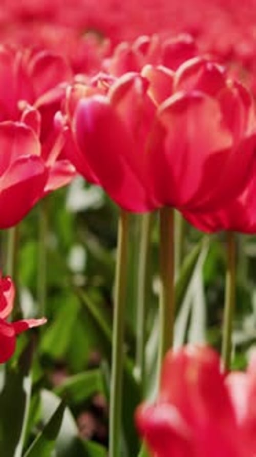 Vibrant Red Tulips Sway Gently in a Sunlit Garden