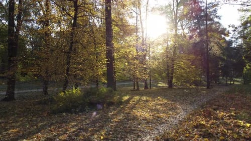 Flying in Autumn Park Between Tree Branches with Yellow Leaves on Sunny Autumn