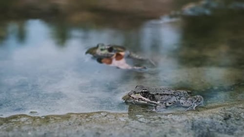 Frogs in a Pond