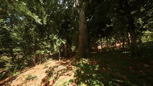 Peaceful Forest Clearing with Tall Trees and Dappled Sunlight in Midsummer