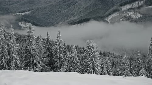 Camera Pan Over a Cloud Hiding in the Mountains Above Tree Tops on a Moody Winter Day